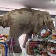 Pra quem não viu: Elefante foge de parque, invade mercado e só sai depois de comer doces - Reprodução Facebook 