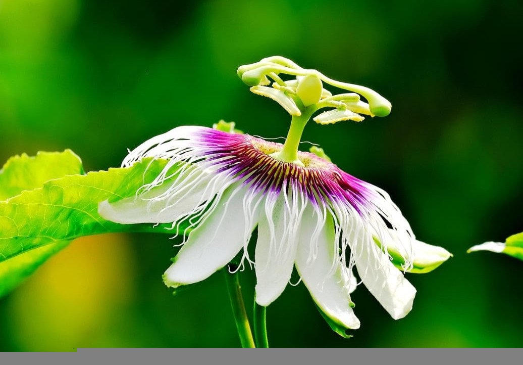 Passiflora: natureza que embeleza o jardim e acalma os nervos - Pixabay
