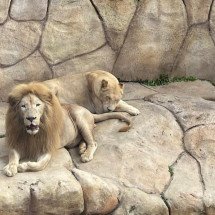 Quase um mês após chegada, leoa-branca morre no Zoológico de BH - Reprodução/Lilian Karnopp (FPMZB)