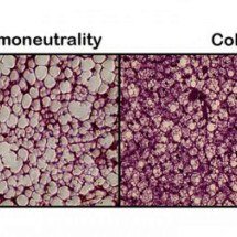 Estudo abre caminho para novas estratégias terapêuticas contra a obesidade - Osvaldo Rodrigues Pereira Júnior et al./American Journal of Physiology-Cell Physiology