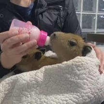 Após tragédia na Via Dutra, filhotes de capivara são resgatados e usam mamadeira - Reproduçãode vídeo TV Globo