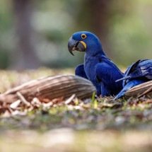 Arara azul do Brasil, extinta na natureza há 25 anos, volta a nascer em cativeiro europeu - Freepik - vladimircech