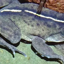 Mais de 130 anos após ‘desaparecimento’, espécie de sapo ressurge no Chile - Divulgação/ZooKeys