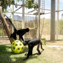 Macacos têm amplo espaço para brincar -  (crédito: Alexandre Guzanshe/EM/D.A Press)