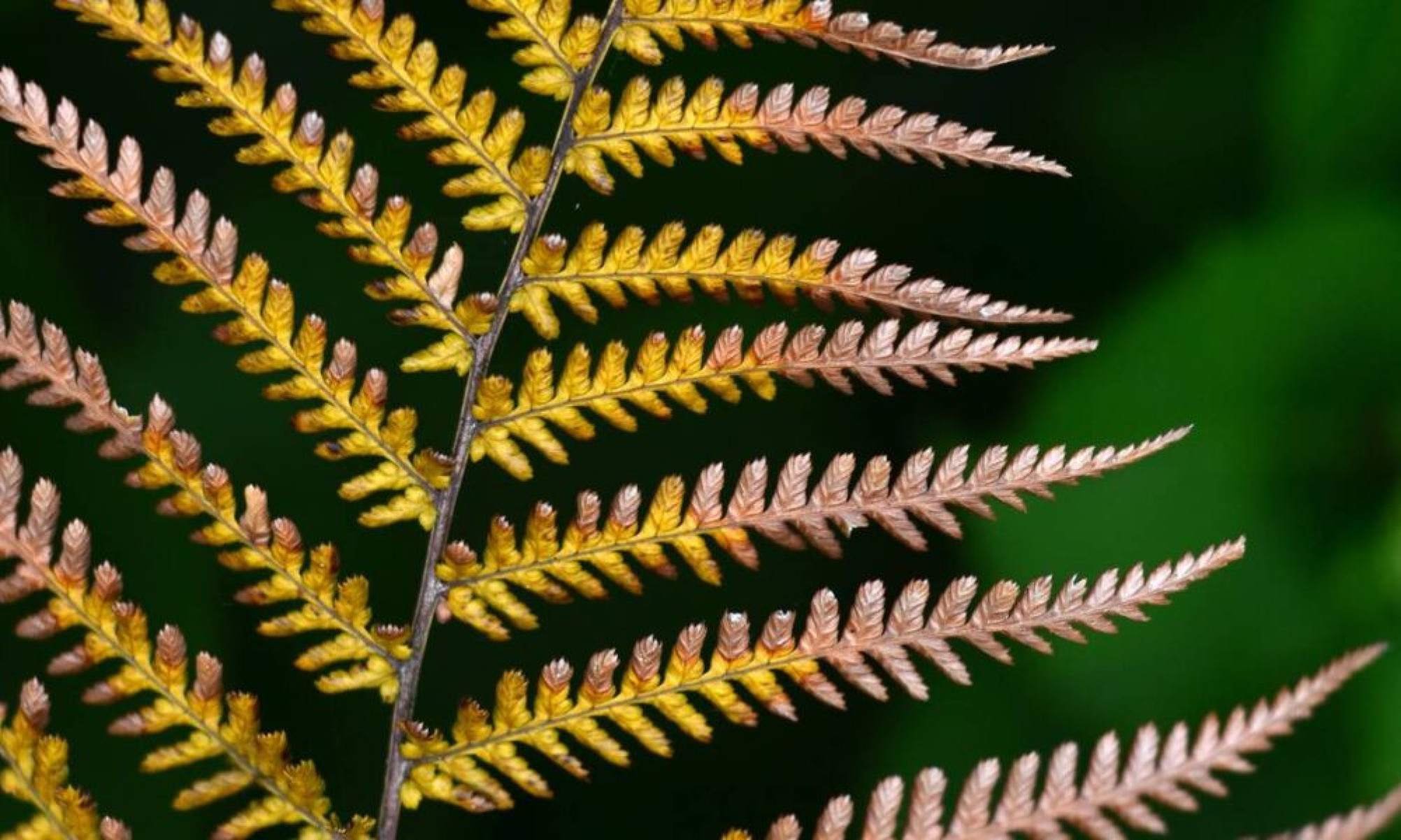 O que significa quando a samambaia seca de repente? - Tupi