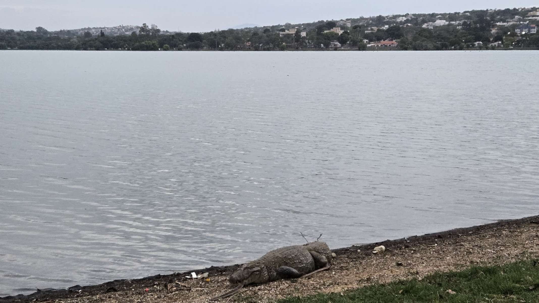 Jacaré Alfredo descansa tranquilamente na orla da Lagoa Santa, bem em frente a Casa da Orla