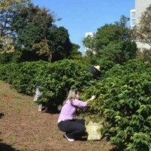 Maior cafezal urbano do mundo transforma capital brasileira em jardim aromático - Instituto Biológico/Flickr

