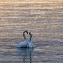 Unidos para sempre: os seres mais fiéis do mundo animal - Wolfgang Hasselmann Unsplash