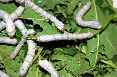 Bicho-da-Seda (Bombyx mori) - A lagarta secreta fios de seda e forma um casulo para a fase de pupa. Esse casulo é usado na produção comercial de seda. Ele protege o inseto enquanto ele se transforma em mariposa. -  (crédito: Fastily wikimedia commons)