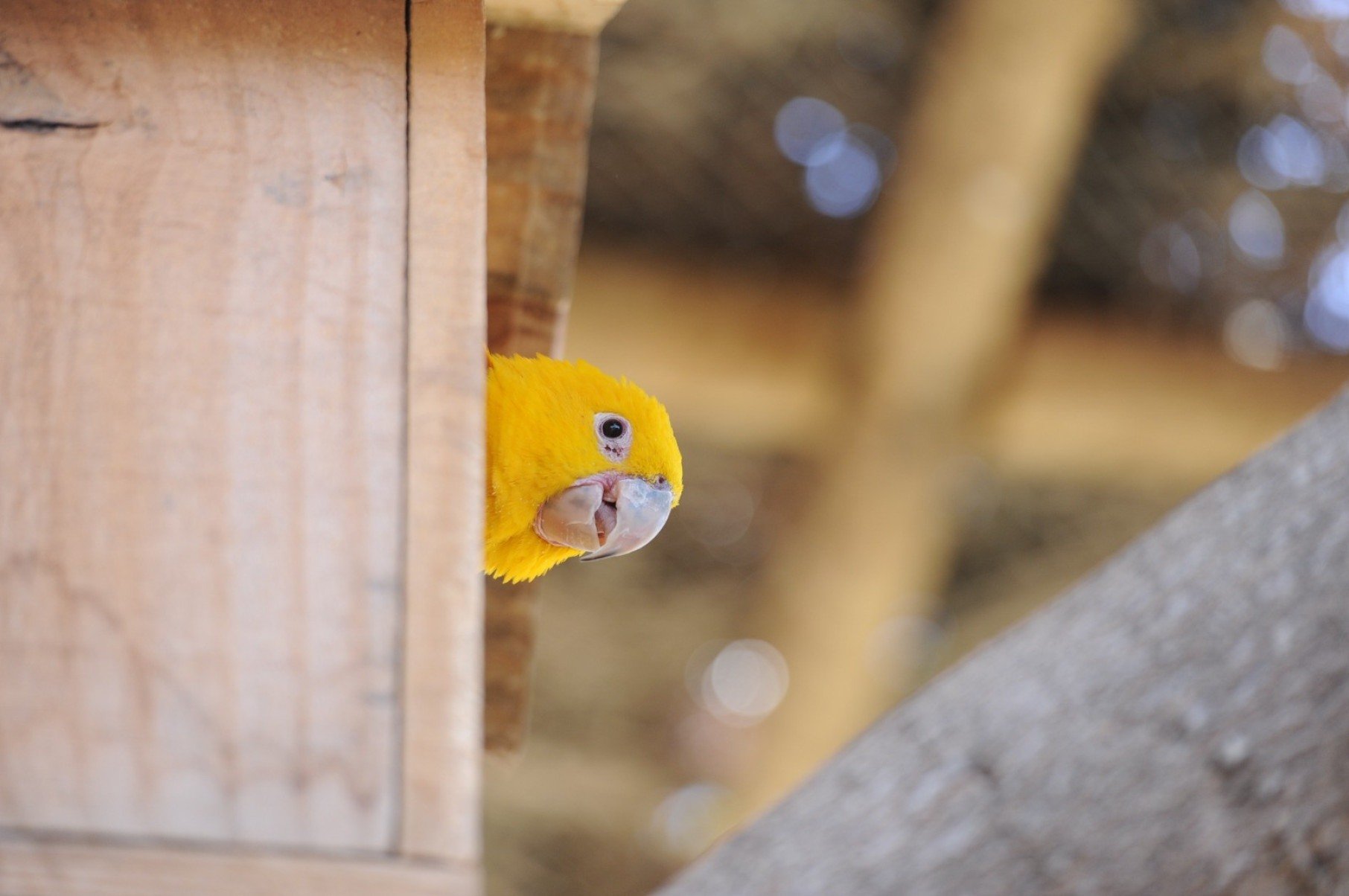 O santuário recebe aves resgatadas do tráfico ou feridas-Alexandre Guzanshe/EM/D.A Press