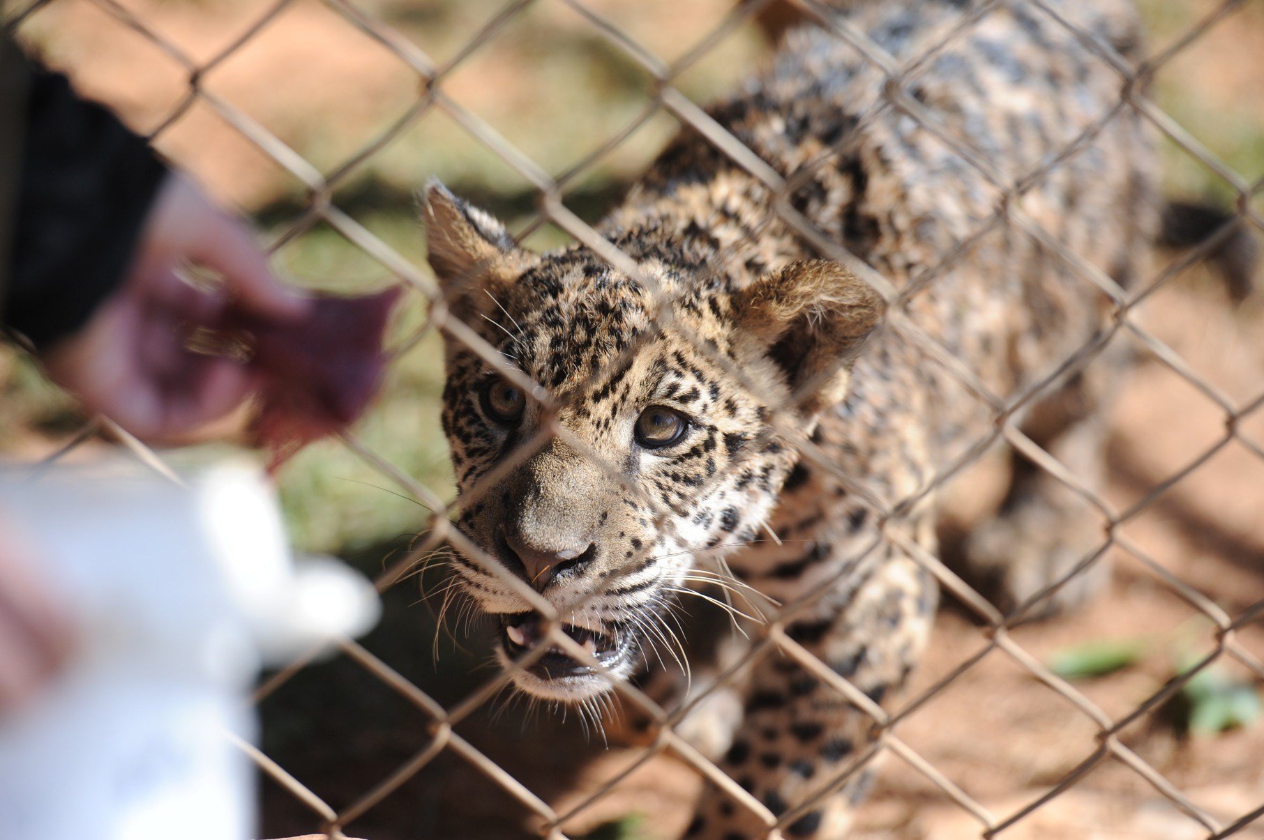Um dos filhotes de onça nascidos no santuário      -Alexandre Guzanshe/EM/D.A Press