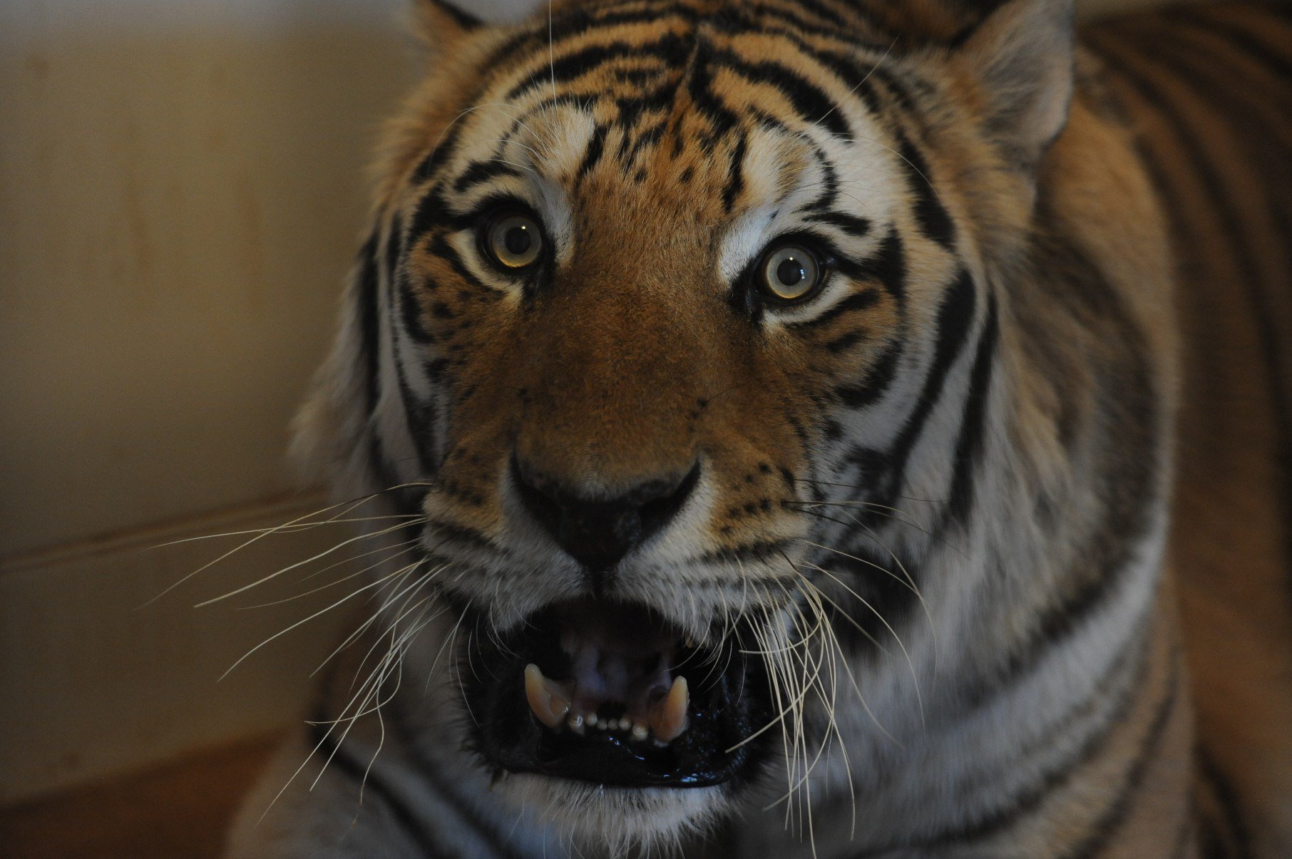 Shere Kan, o tigre siberiano idoso, que ganhou um recinto de 680m² e tratamento VIP      -Alexandre Guzanshe/EM/D.A Press