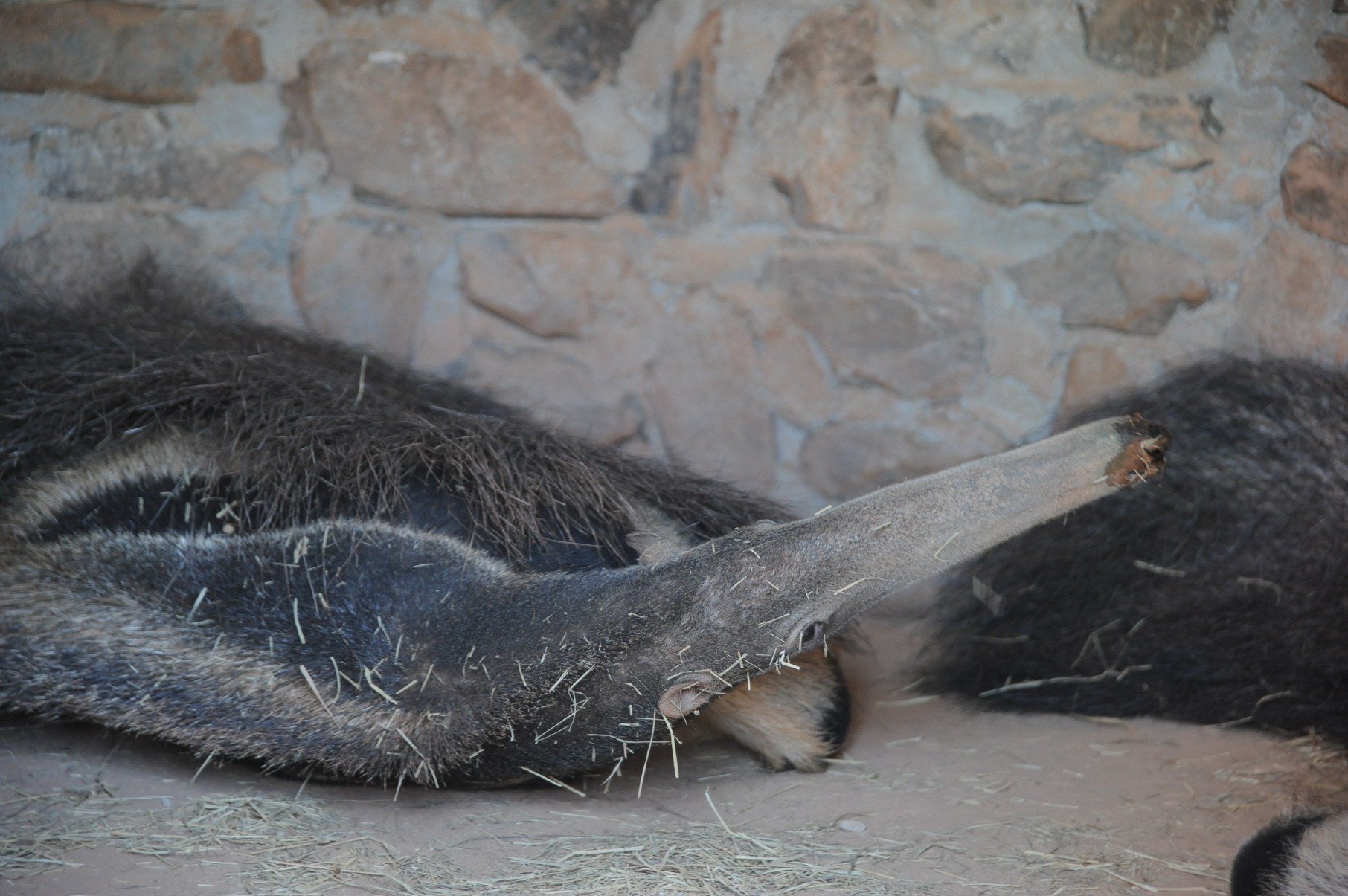 Cleiton, o tamanduá-bandeira manco, que encontrou uma companheira, Isabel, e formou uma família no Santuário da Onça      -Alexandre Guzanshe/EM/D.A Press