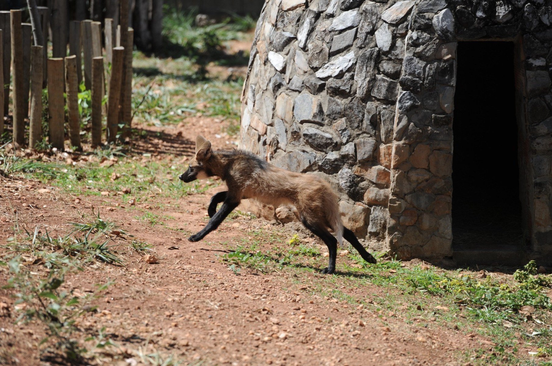 Kiara: A loba-guará que perdeu uma das patas, mas encontrou um lar seguro e deu à luz a um filhote-Alexandre Guzanshe/EM/D.A Press