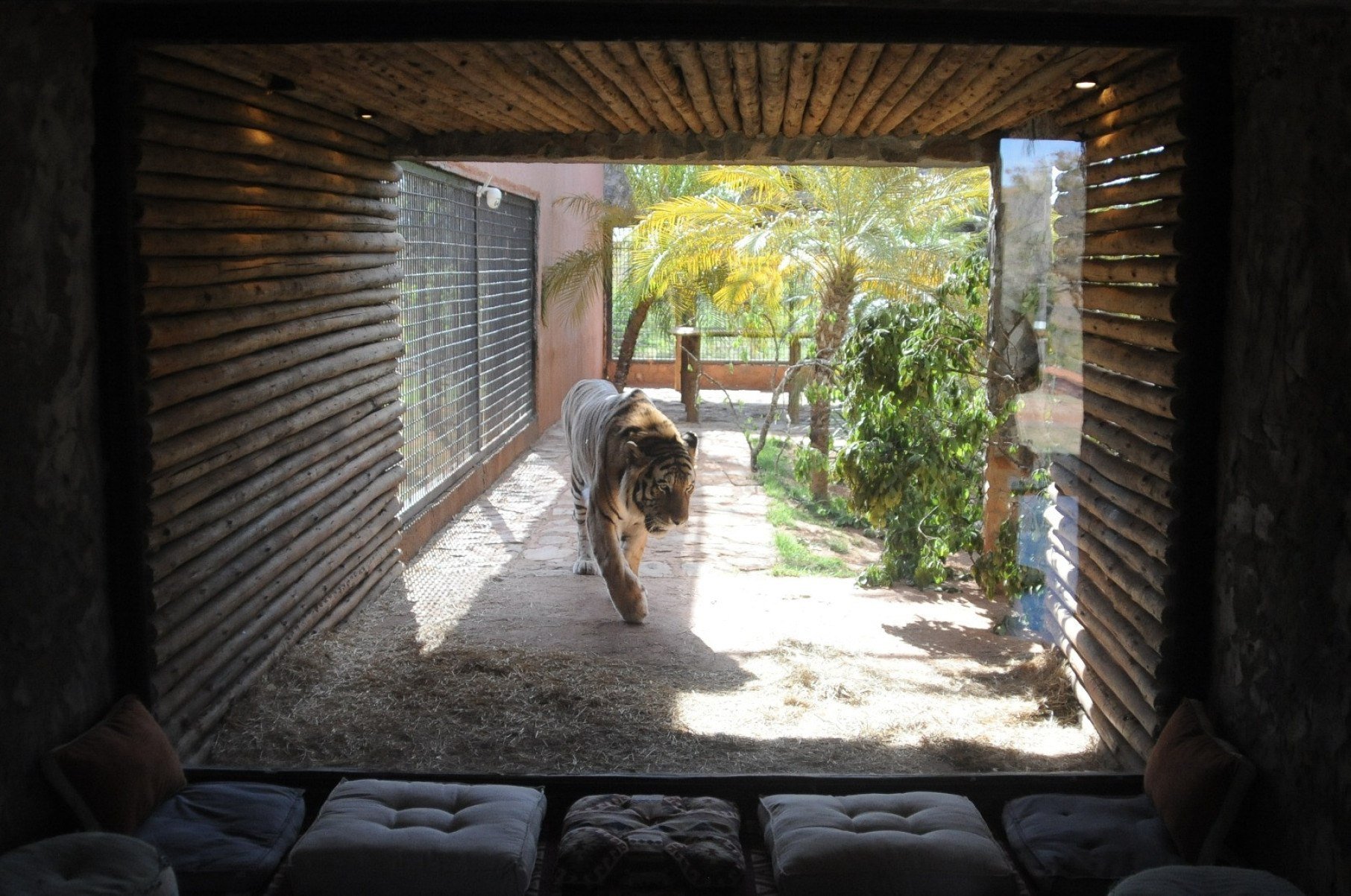 Somente o tigre siberiano Shere Kan demanda cerca de R$ 9 mil por mês em alimentação-Alexandre Guzanshe/EM/D.A Press