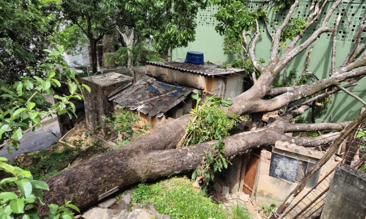 Árvore caiu sobre uma casa e uma quadra no Bairro Serra, em Belo Horizonte