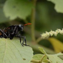 Maior mosca do mundo tem origem no Brasil - João Salvador / iNaturalist