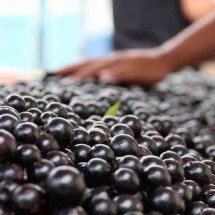 Sabará se prepara para o 39º Festival da Jabuticaba, em novembro - Imagem: Prefeitura de Sabará/Divulgação