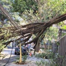 Árvore cai e interdita rua na Região Centro-Sul de BH - Jair Amaral/EM/D.A.Press