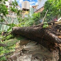 Ventania derruba árvores e deixa moradores de BH sem luz e desalojados - Jair Amaral/EM/DA Press