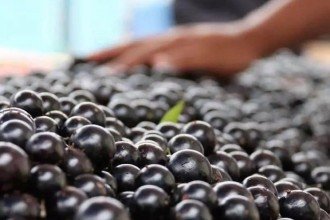 Sabará se prepara para o 39º Festival da Jabuticaba, em novembro