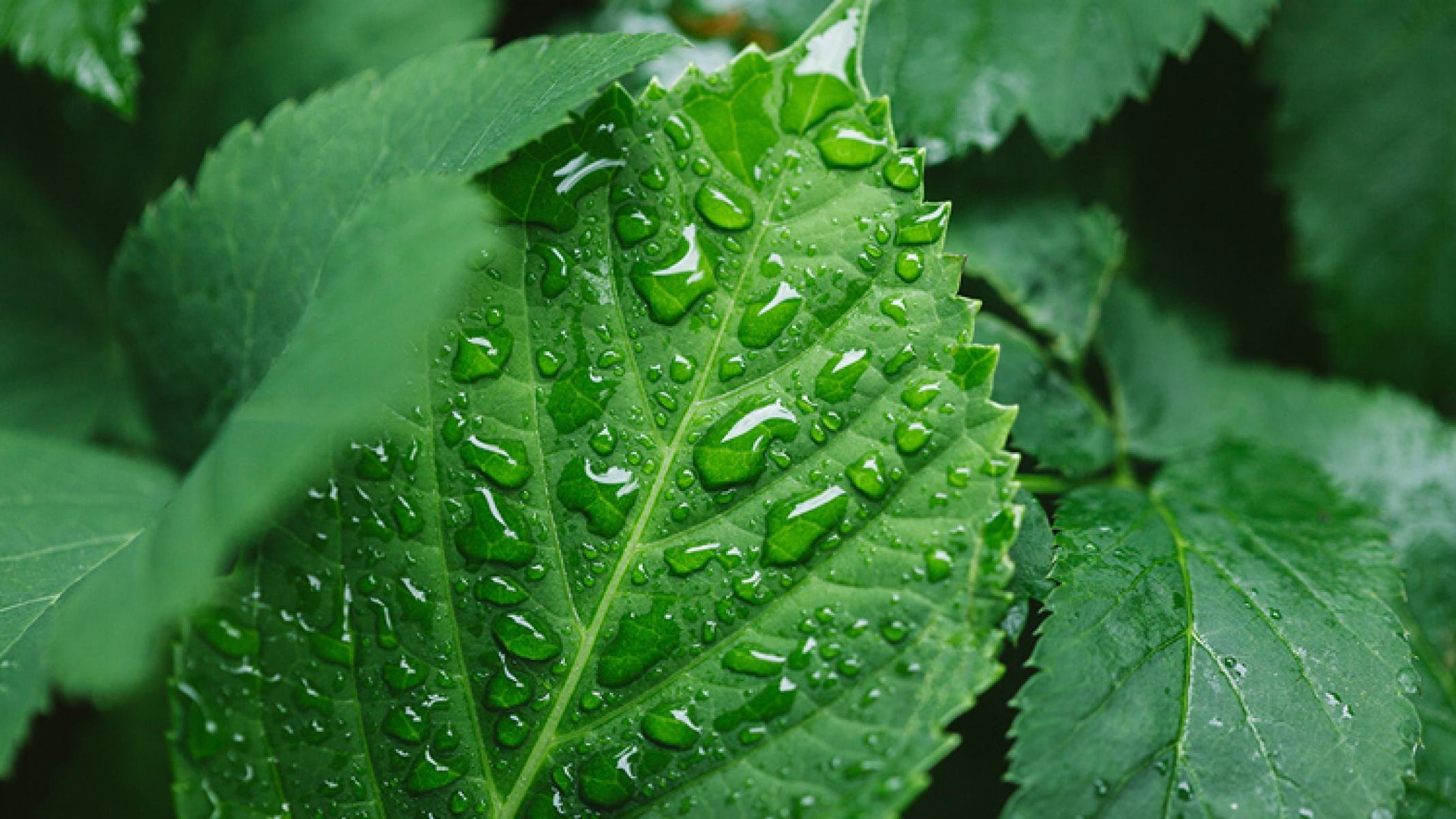 Alta no mercado de fertilizantes favorece indústria química - DINO