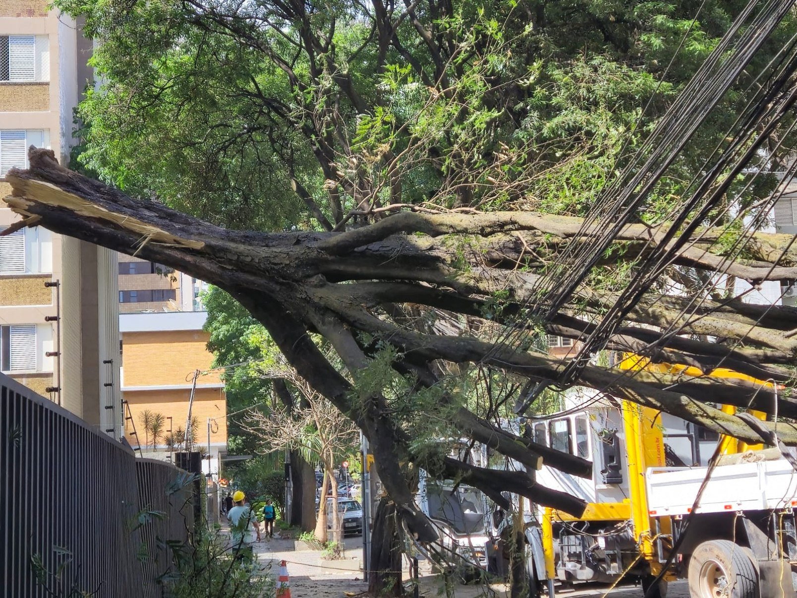 Árvore de grande porte derrubou a fiação da Rua Levindo Lopes, na Savassi, em BH, e deixou moradores sem energia por cerca de 13 horas