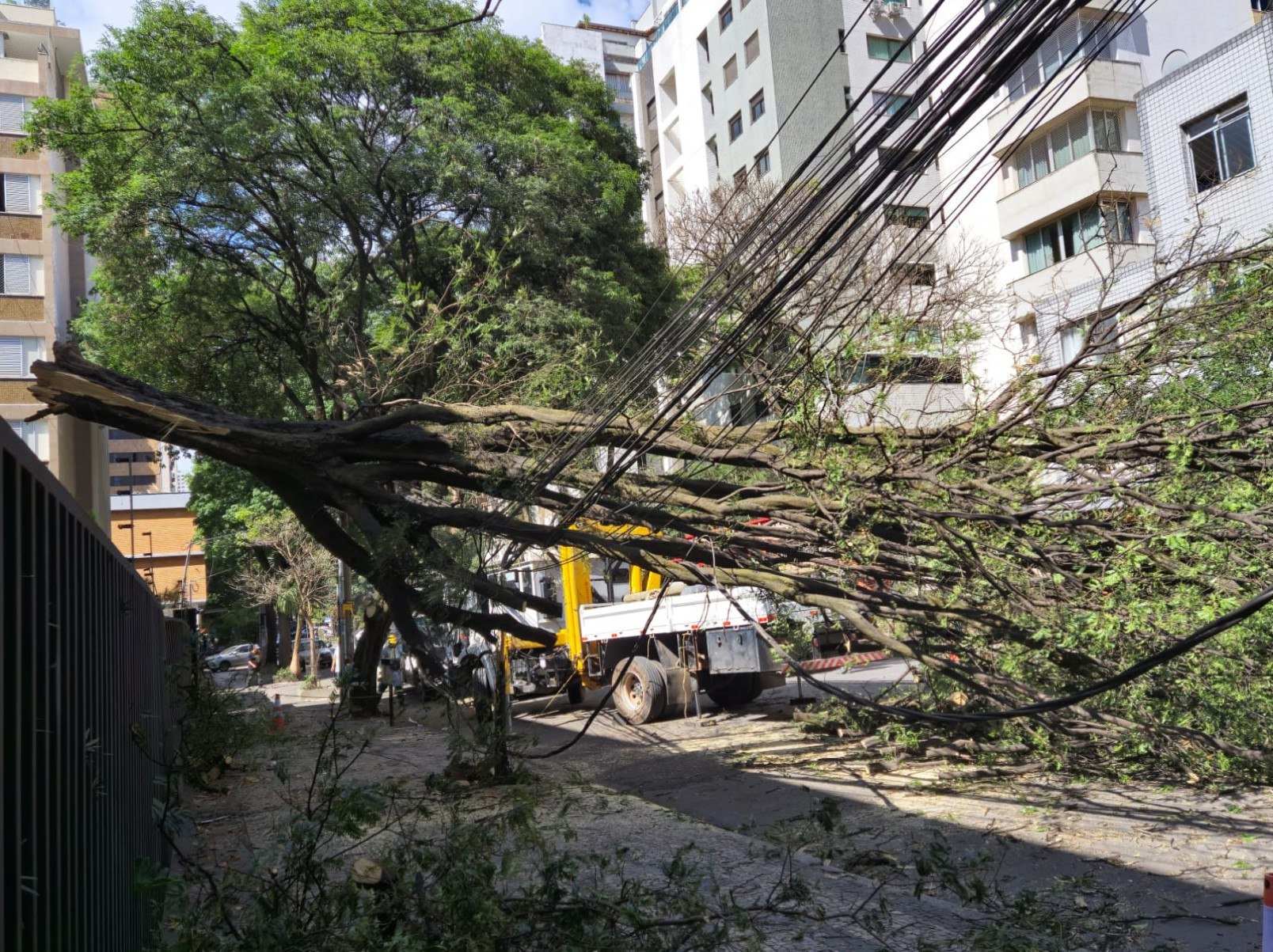 Árvore de grande porte derrubou a fiação da Rua Levindo Lopes, na Savassi, em BH, e deixou moradores sem energia por cerca de 13 horas