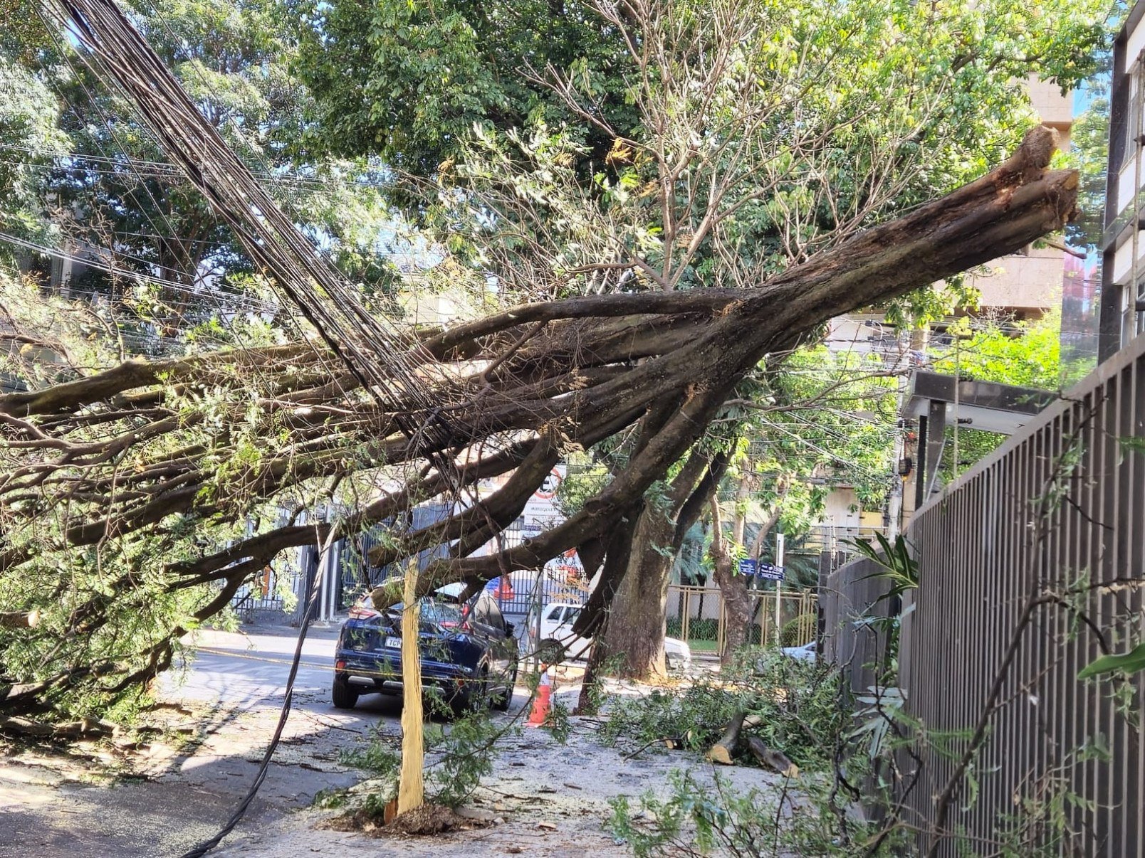 Árvore de grande porte derrubou a fiação da Rua Levindo Lopes, na Savassi, em BH, e deixou moradores sem energia por cerca de 13 horas