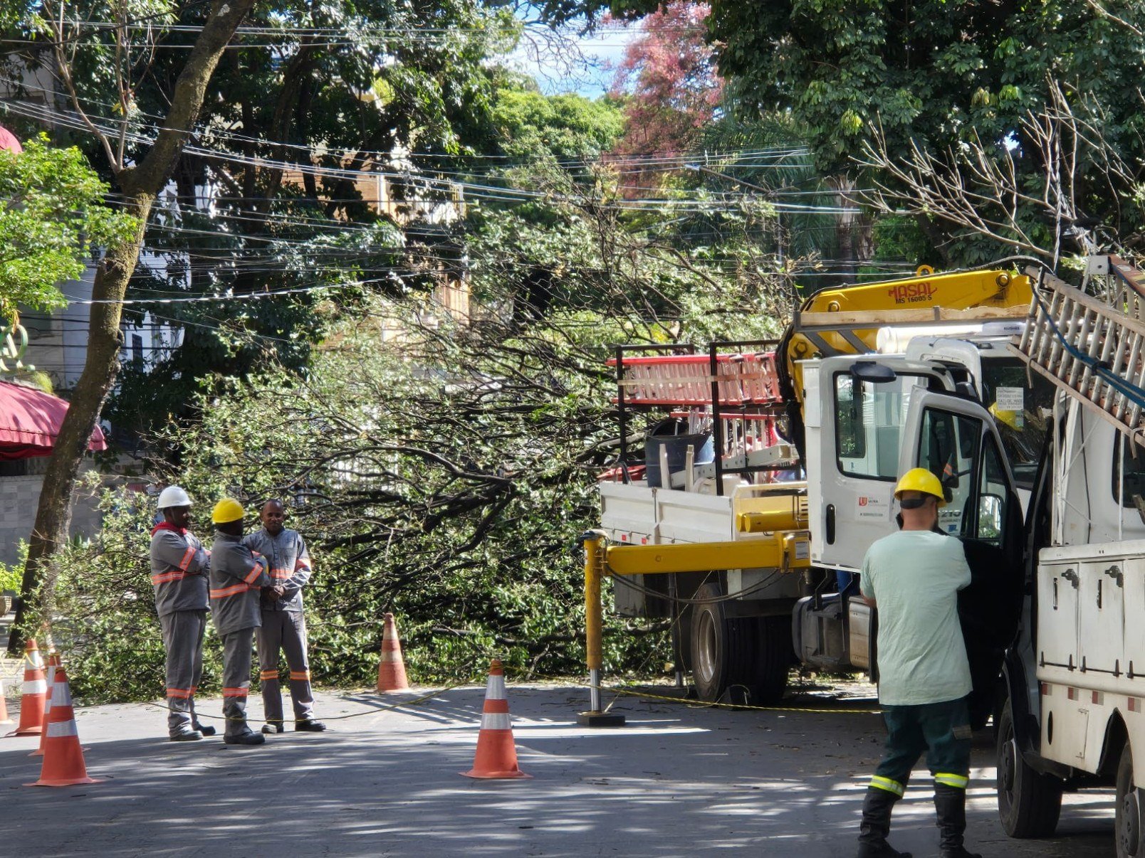 Árvore de grande porte derrubou a fiação da Rua Levindo Lopes, na Savassi, em BH, e deixou moradores sem energia por cerca de 13 horas