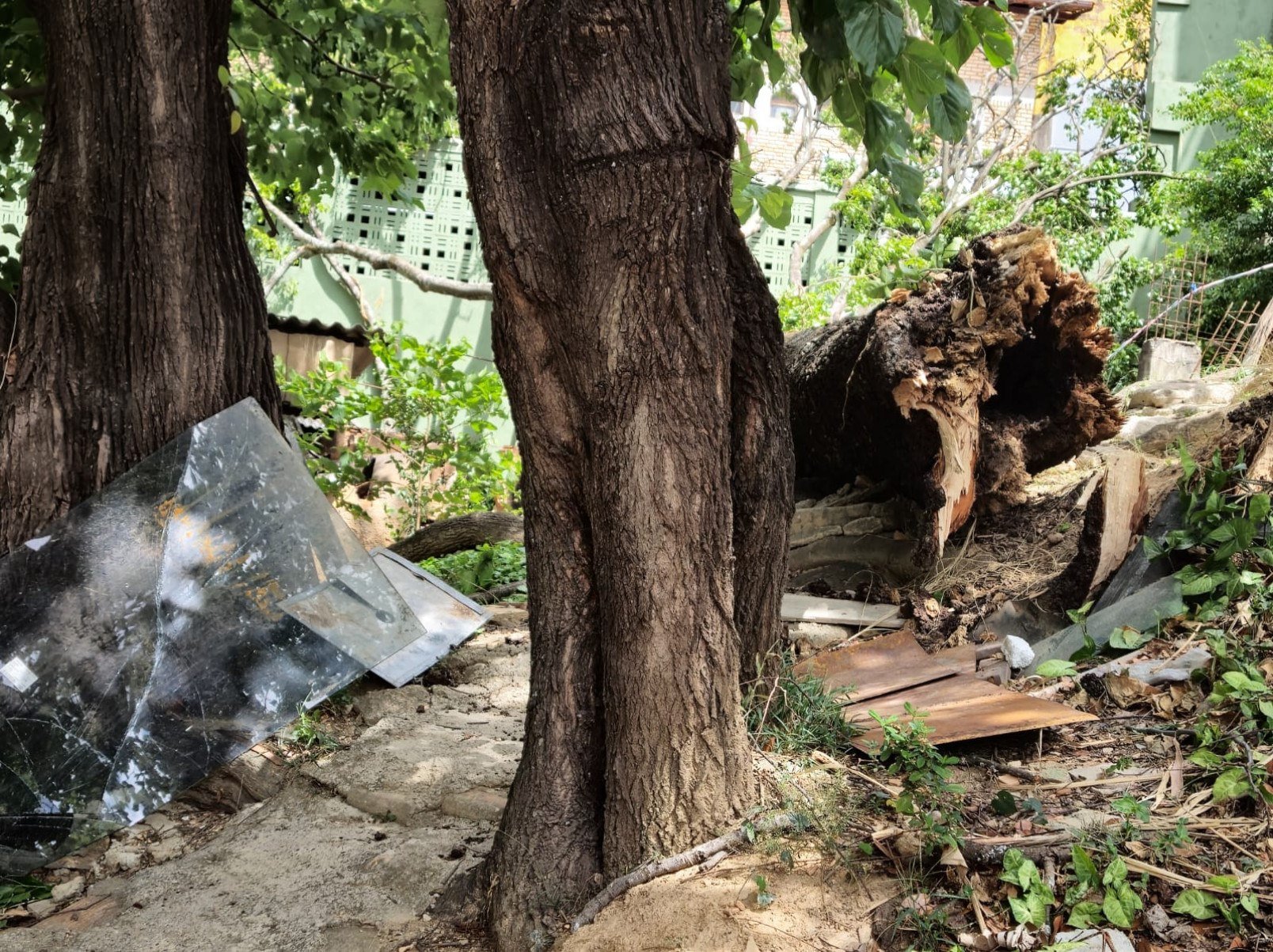 Árvore de grande porte caiu sobre uma casa na Rua Gravataí, no Bairro Serra, na Região Centro-Sul de BH, e quebrou o telhado da residência, deixando o morador desalojado