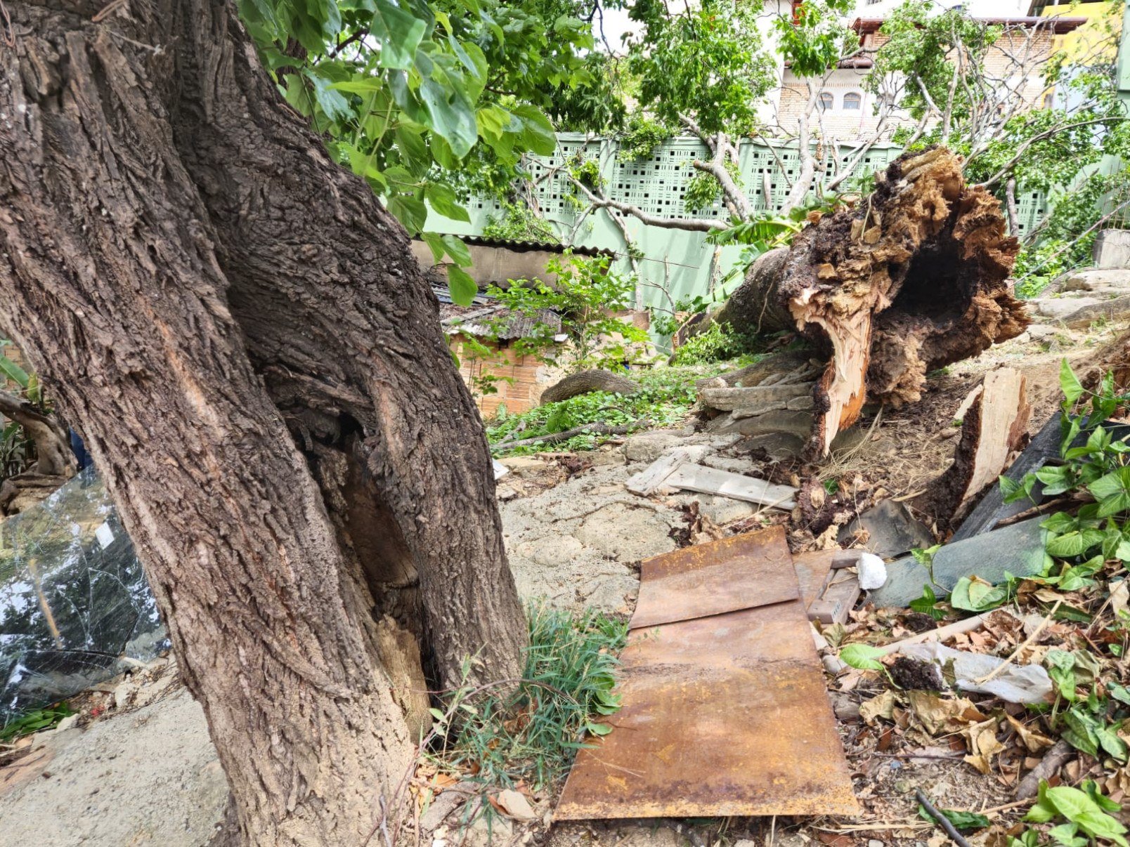 Árvore de grande porte caiu sobre uma casa na Rua Gravataí, no Bairro Serra, na Região Centro-Sul de BH, e quebrou o telhado da residência, deixando o morador desalojado