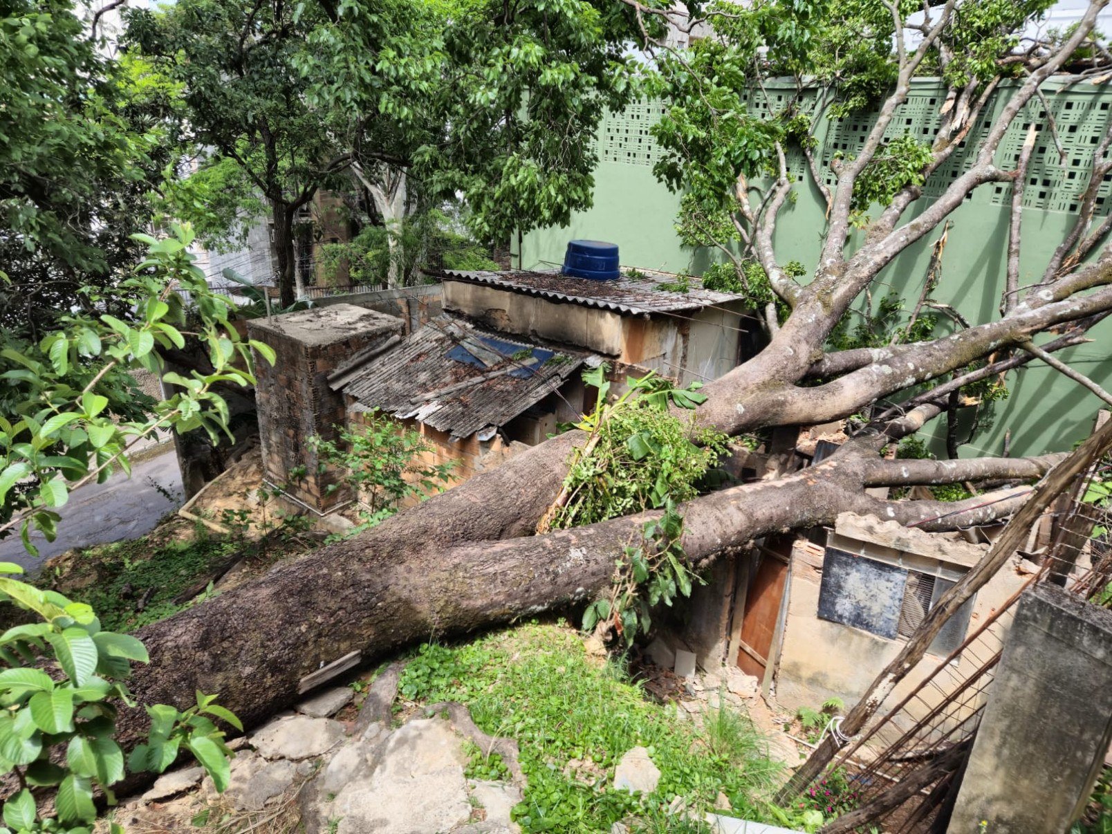 Árvore de grande porte caiu sobre uma casa na Rua Gravataí, no Bairro Serra, na Região Centro-Sul de BH, e quebrou o telhado da residência, deixando o morador desalojado