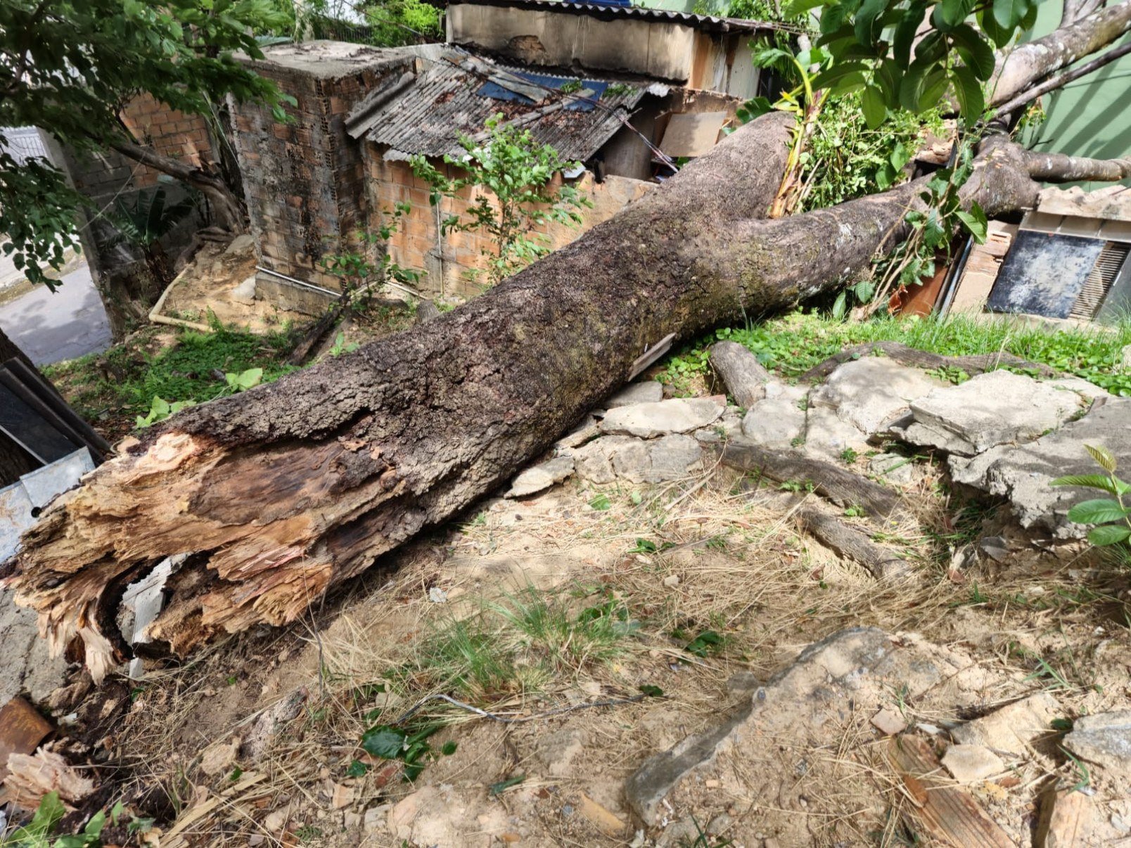 Árvore de grande porte caiu sobre uma casa na Rua Gravataí, no Bairro Serra, na Região Centro-Sul de BH, e quebrou o telhado da residência, deixando o morador desalojado