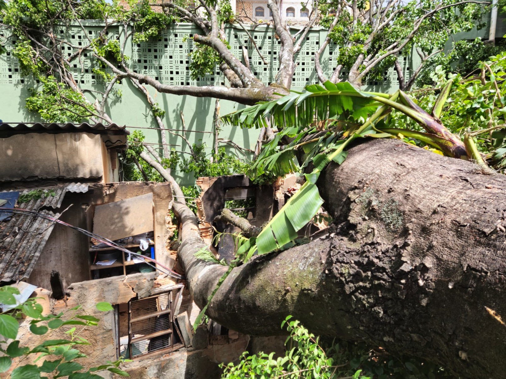 Árvore de grande porte caiu sobre uma casa na Rua Gravataí, no Bairro Serra, na Região Centro-Sul de BH, e quebrou o telhado da residência, deixando o morador desalojado