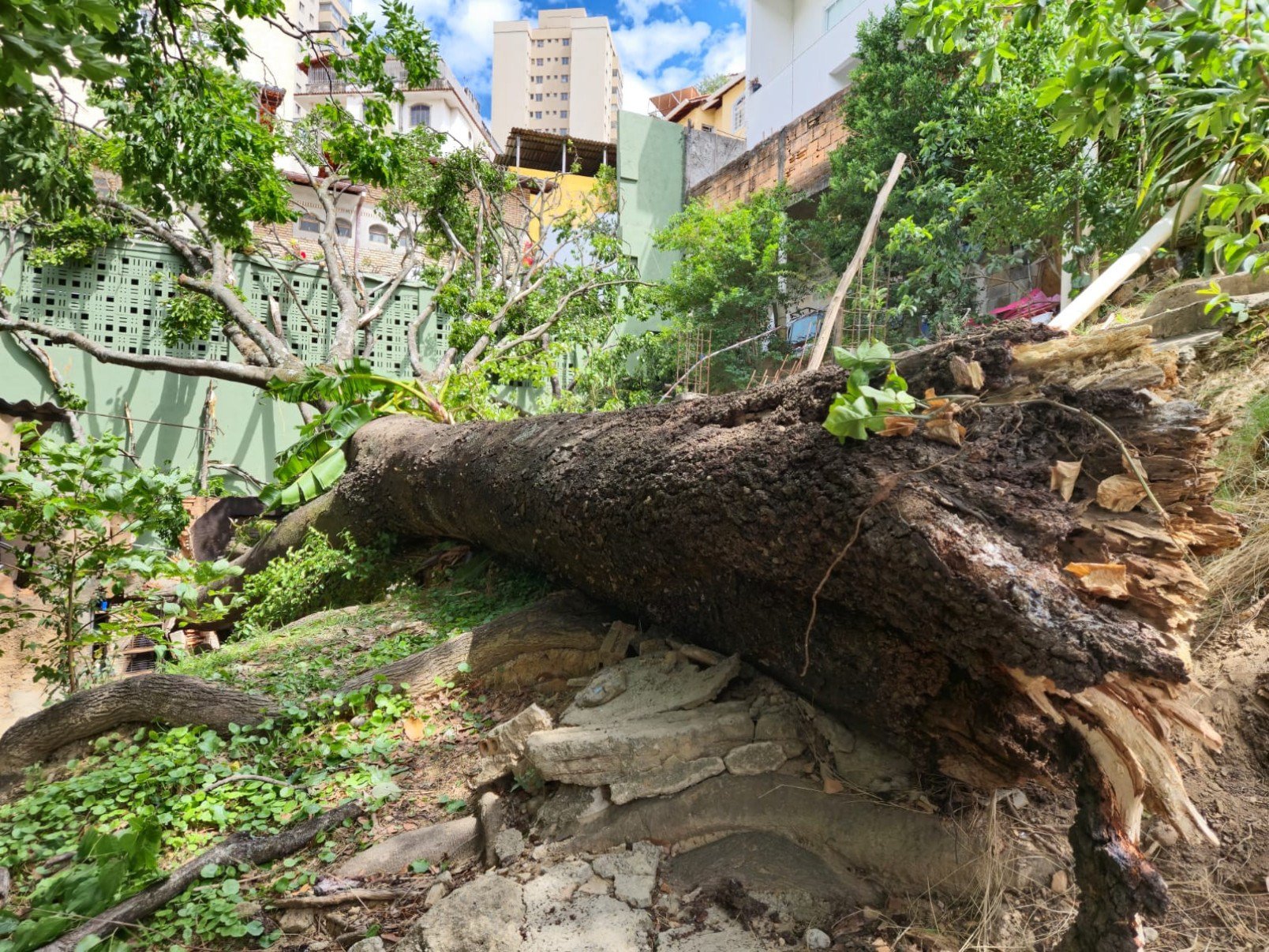 Árvore de grande porte caiu sobre uma casa na Rua Gravataí, no Bairro Serra, na Região Centro-Sul de BH, e quebrou o telhado da residência, deixando o morador desalojado-Jair Amaral/EM/DA Press