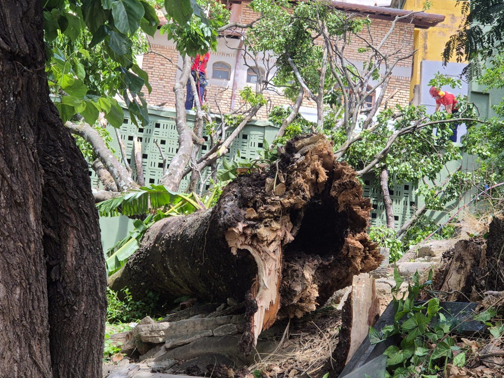 Árvore de grande porte caiu sobre uma casa na Rua Gravataí, no Bairro Serra, na Região Centro-Sul de BH, e quebrou o telhado da residência, deixando o morador desalojado