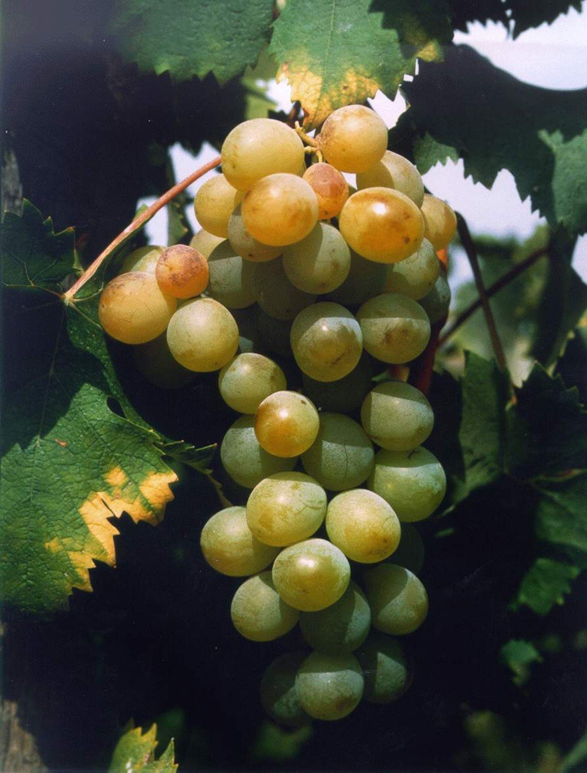 Moscatel é um conjunto de mais de 200 variedades de uvas