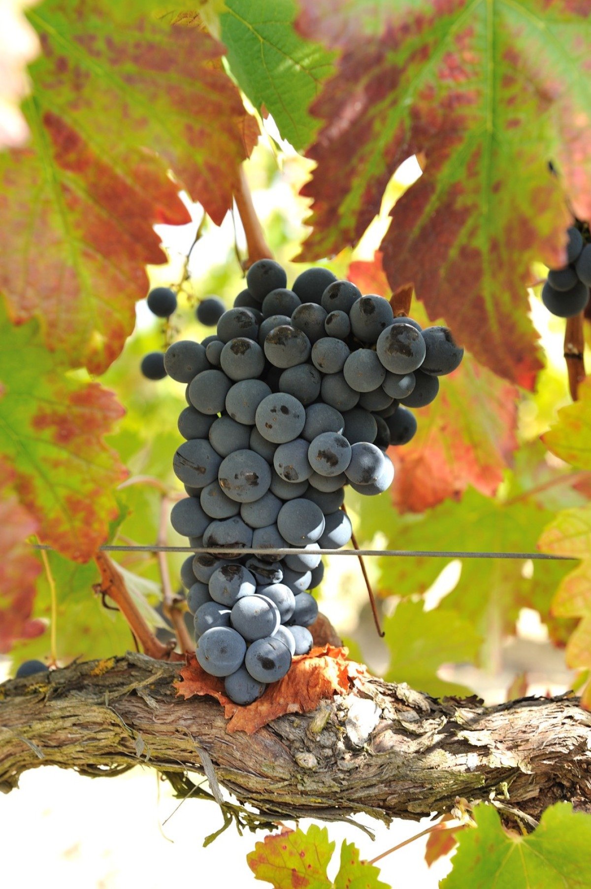 Entre as uvas tintas, a Castelão se destaca na região de Setúbal 