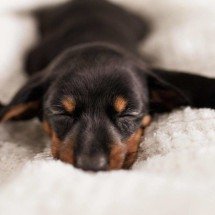 Como introduzir um novo pet na família sem estresse? - Freepik