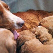 Outubro Rosa e pets: câncer de mama afeta 45% das cadelas e 30% das gatas - Freepik