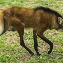 Motociclista atropela lobo-guará e fica em estado grave em Minas - Jonathan Wilkins/Wikimedia Commons