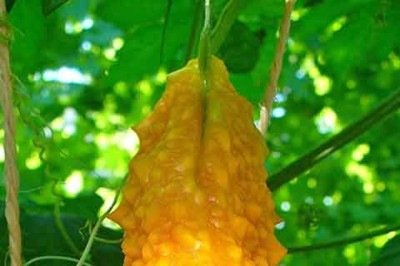 O Momordica charantia, popularmente conhecido como Melão de São Caetano, tem uma aparência incomum e um sabor amargo que intimida os consumidores. Contudo, possui uma história milenar de uso medicinal, ainda pouco explorada no Brasil. -  (crédito:  - H. Zell/Wikimédia Commons)