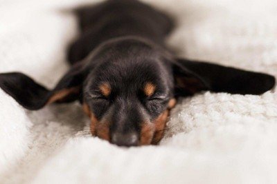 Cada animal reage de maneira diferente à chegada de um novo companheiro -  (crédito: Freepik)