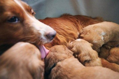 A doença é mais comum em animais mais velhos, especialmente entre 10 e 12 anos de idade -  (crédito: Freepik)