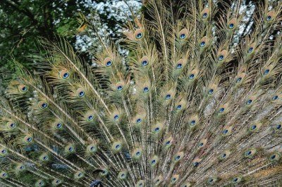 No ecossistema do nosso planeta, as aves estão entre os animais que se destacam pelo espetáculo visual. São obras-primas vivas da Natureza. -  (crédito: Eva Bronzini por Pexels)