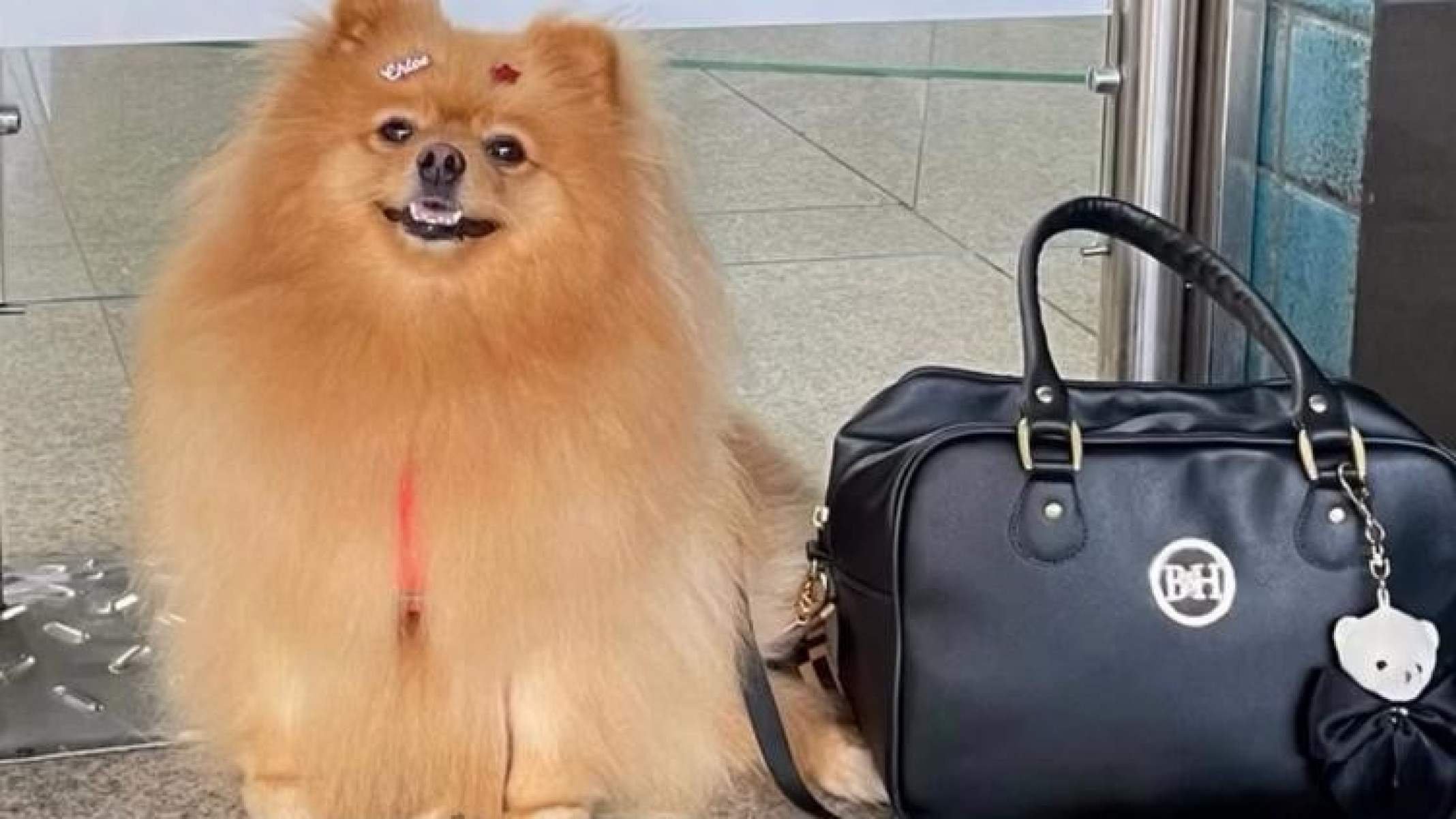 Criança autista ganha direito de andar com cão de suporte em condomínio - DINO