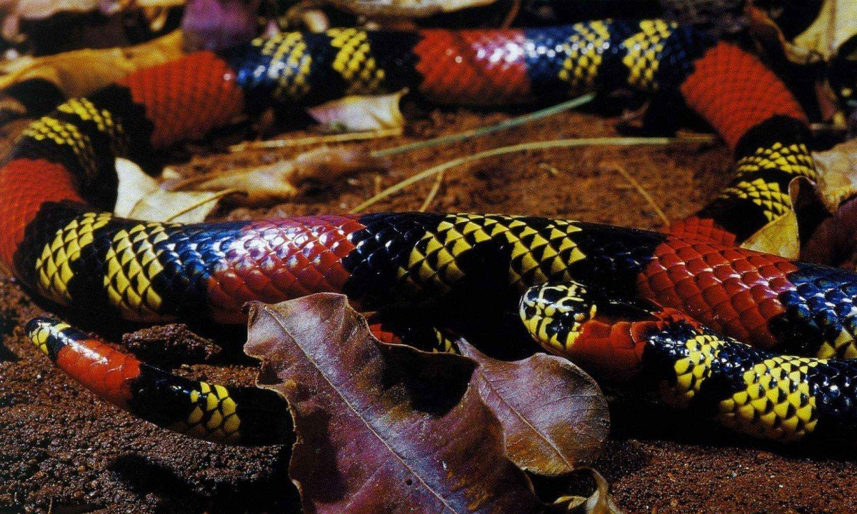 Picadas de cobras s&atilde;o mais frequentes entre os meses de outubro e abril, segundo CBMMG