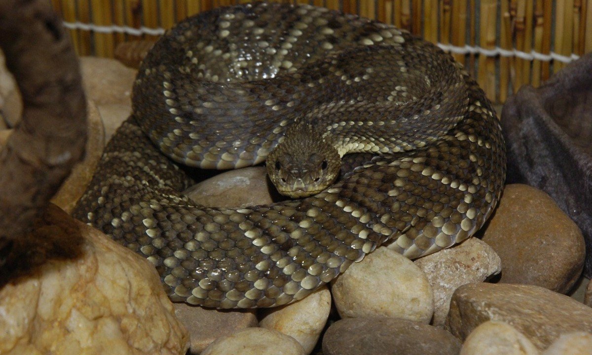 Picadas de cobras s&atilde;o mais frequentes entre os meses de outubro e abril, segundo CBMMG