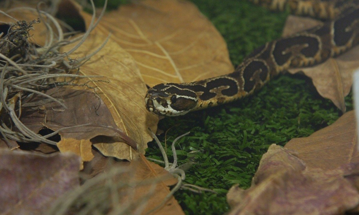 Picadas de cobras s&atilde;o mais frequentes entre os meses de outubro e abril, segundo CBMMG